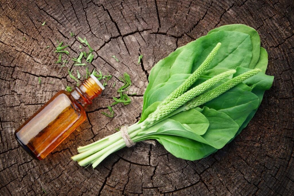 Wild Healing Underfoot: Plantain Weed as Food and Natural Medicine
