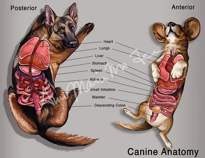 The Canine Connective-Tissue Map: Cartilage, Tendons, Ligaments, Skin, Bone—and Where Collagen Fits